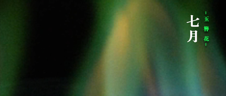 【十二花神】七月:玉簪花